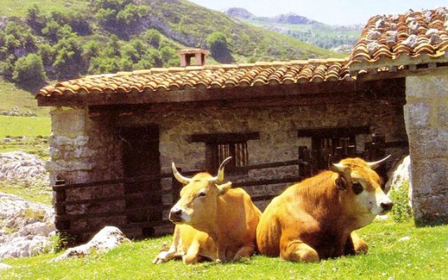 Скотоводство в Астурии