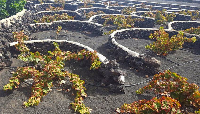 Vingård på Kanariøyene Vingård på Kanariøyene