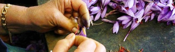 Шафран занимает особое место среди испанских продуктов