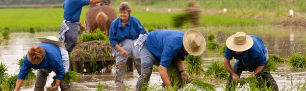 Сбор урожая риса в Тьеррас-дель-Эбро