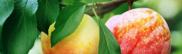 Испанские фрукты: что и где растет