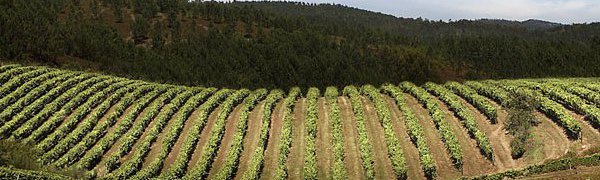 Виноградники Террас Гауда