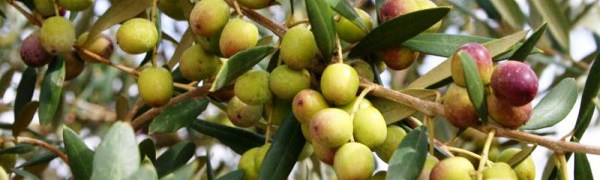 Новый оливковый завод в Вальядолиде принял на переработку первые оливки