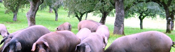 Иберийские свиньи