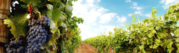 Винный туризм привлек в Испанию около 70 тысяч человек